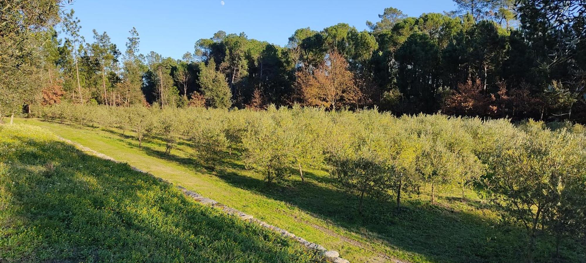Santar Quinta Da Pedra Mija旅馆 外观 照片