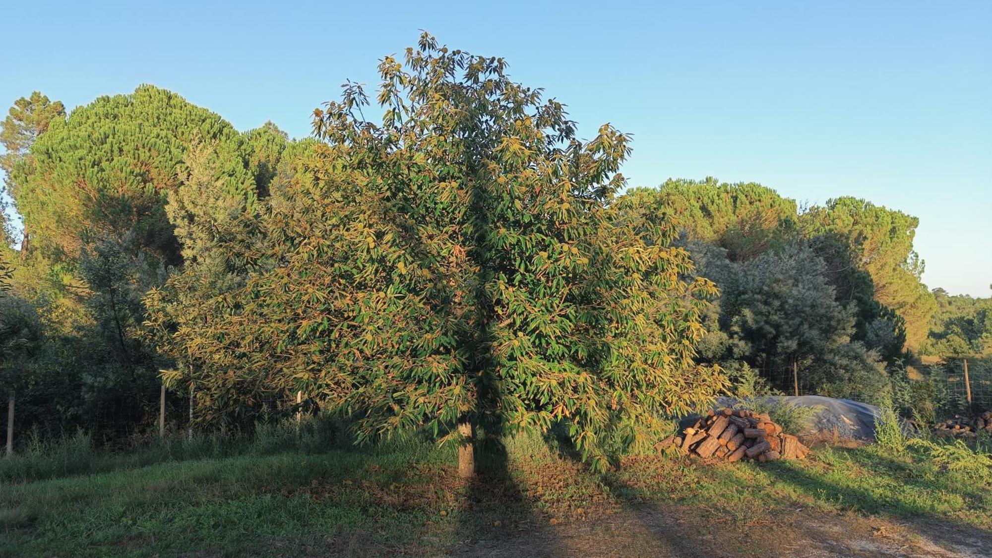 Santar Quinta Da Pedra Mija旅馆 外观 照片