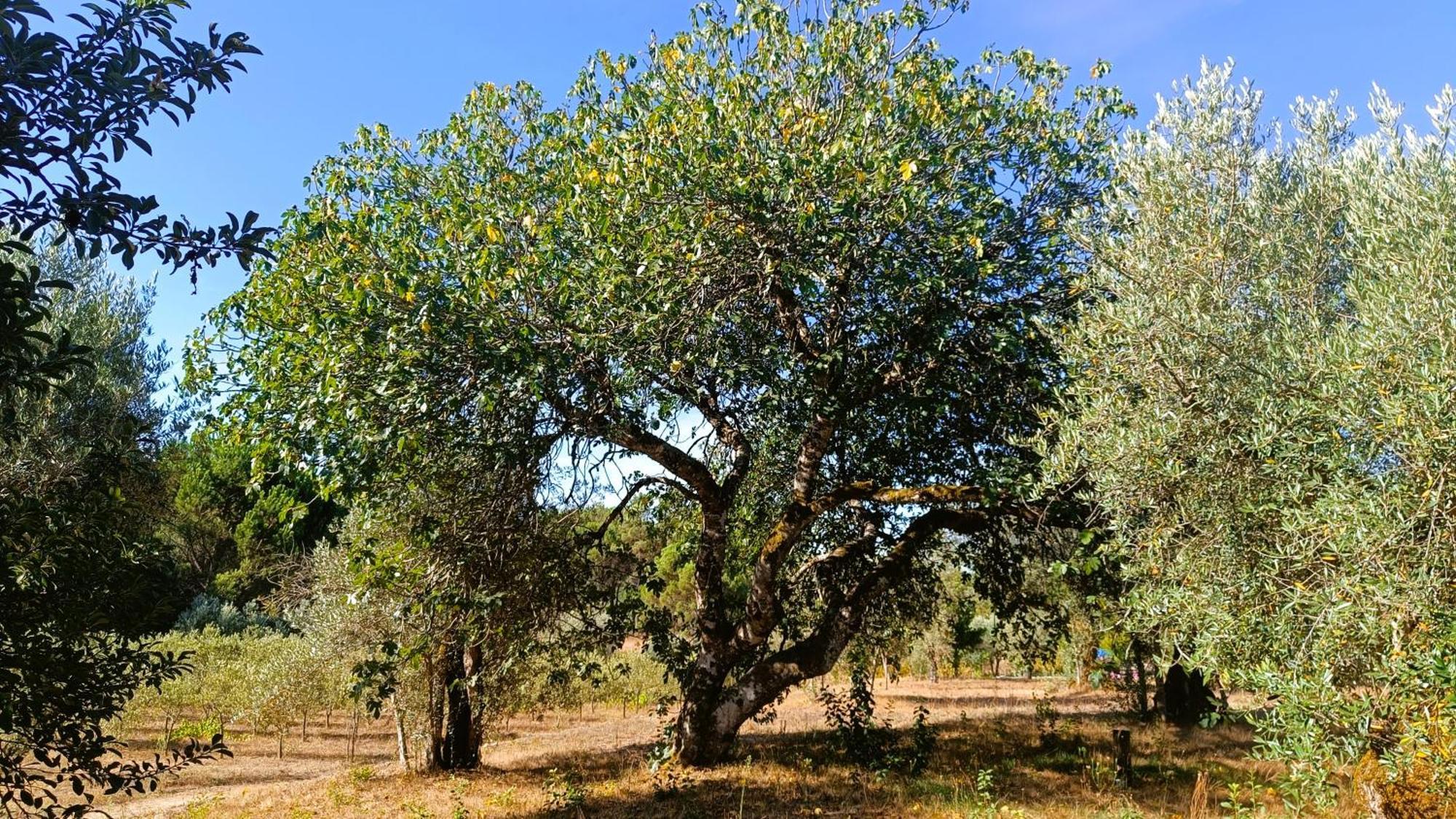 Santar Quinta Da Pedra Mija旅馆 外观 照片