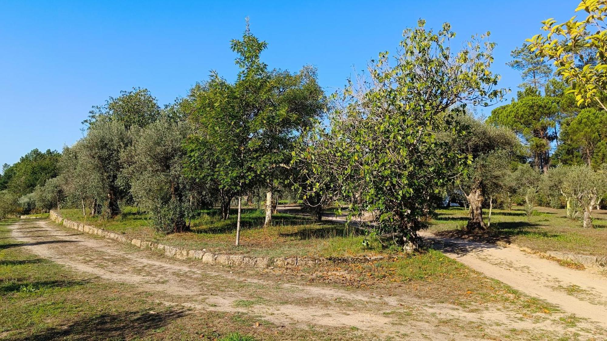 Santar Quinta Da Pedra Mija旅馆 外观 照片