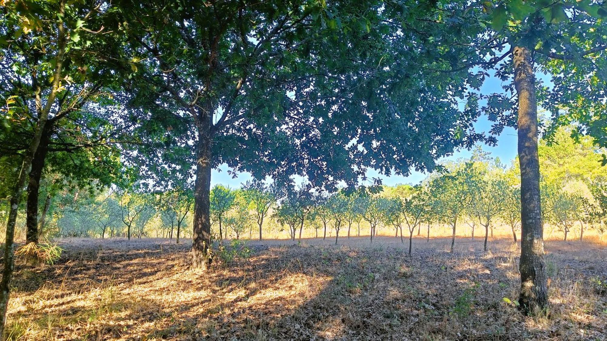 Santar Quinta Da Pedra Mija旅馆 外观 照片